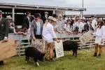 A&P-Show-Oct-2024-Friday-182 image