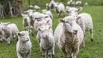 Lambs